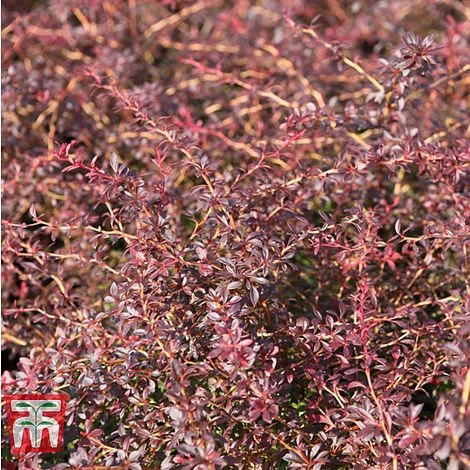 Berberis Thunbergii 'Orange Dream' 3 Berberis Thunbergii 'Orange Dream'