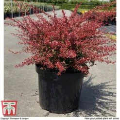 Berberis Thunbergii 'Orange Dream' 8 Berberis Thunbergii 'Orange Dream' -Garden Plants Shop BERB T66075 C