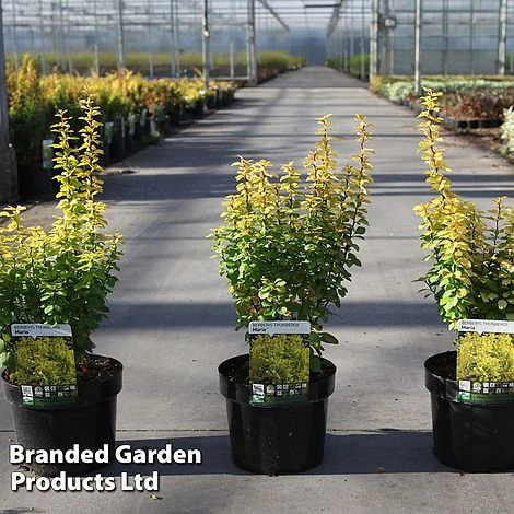 Berberis Thunbergii 'Maria' 3 Berberis Thunbergii 'Maria'