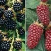 Berry Collection -Garden Plants Shop BERR CWW3324 A h