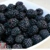 Blackberry 'Reuben' -Garden Plants Shop BLAC CWW4677 A h