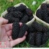 Blackberry 'Black Butte' -Garden Plants Shop BLAC T80258 A