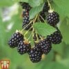 Blackberry 'Navaho' -Garden Plants Shop BLAC TKA1965 A