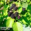 Blackberry 'Triple Crown' 2 Blackberry 'Triple Crown' -Garden Plants Shop BLACKBTRIPLE KC3225 A