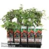 Boysenberry -Garden Plants Shop BLAC BOYSENBER S48993