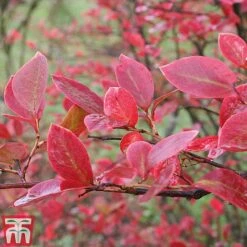 Blueberry 'Full Season Collection' -Garden Plants Shop BLUE AUTUMNFOL B4