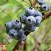 Blueberry 'Earliblue' -Garden Plants Shop BLUE CWW3178 A