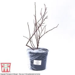 Blueberry 'Earliblue' -Garden Plants Shop BLUE CWW3178 C
