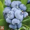 Blueberry 'Chandler' 1 Blueberry 'Chandler' -Garden Plants Shop BLUE CWW3179 A