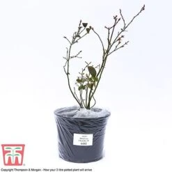 Blueberry 'Chandler' -Garden Plants Shop BLUE CWW3179 C