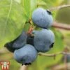 Blueberry 'Brigitta' (Late Season) -Garden Plants Shop BLUE CWW3305 A