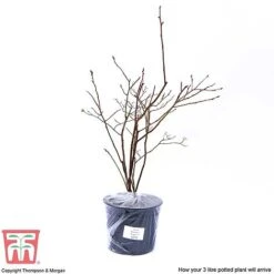 Blueberry 'Brigitta' (Late Season) -Garden Plants Shop BLUE CWW3305 S
