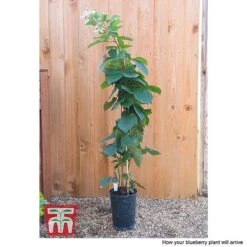 Blackberry 'Reuben' 7 Blackberry 'Reuben' -Garden Plants Shop BLUE CWW4677 CC