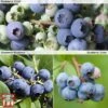 Blueberry Collection -Garden Plants Shop BLUE KA9387 COLL