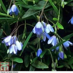 Sollya Heterophylla -Garden Plants Shop BLUE T10023 A4