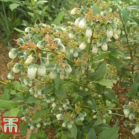 Blueberry 'Bluegold' 3 Blueberry 'Bluegold'