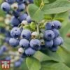 Blueberry 'Spartan' -Garden Plants Shop BLUE TKA3660 AA
