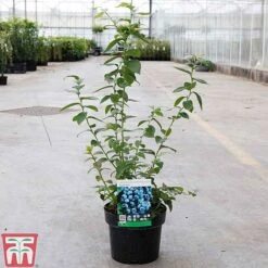 Blueberry 'Spartan' -Garden Plants Shop BLUE TKA3660 B