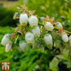 Blueberry 'Spartan' -Garden Plants Shop BLUE TKA3660 BB