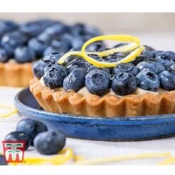 Blueberry 'Spartan' -Garden Plants Shop BLUE TKA3660 CC