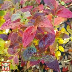 Blueberry 'Spartan' -Garden Plants Shop BLUE TKA3660 DD