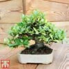 Bonsai Carmona Microphylla (House Plant) -Garden Plants Shop BONS TKA3020 A