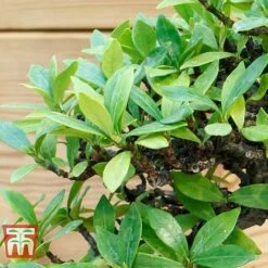 Bonsai Carmona Microphylla (House Plant) -Garden Plants Shop BONS TKA3020 C