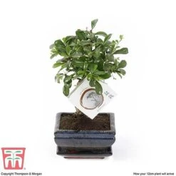 Bonsai Carmona Microphylla (House Plant) -Garden Plants Shop BONS TKA3020 E1