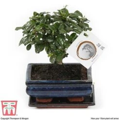Bonsai Carmona Microphylla (House Plant) -Garden Plants Shop BONS TKA3020 G1