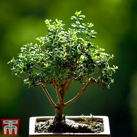 Bonsai Ligustrum 5 Bonsai Ligustrum - Image 3