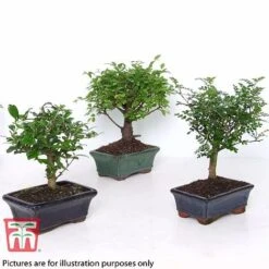 Bonsai Ligustrum 12 Bonsai Ligustrum -Garden Plants Shop BONS TKA3021 B