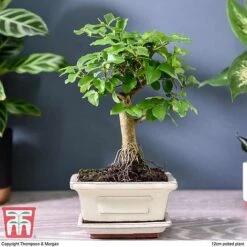 Garden Plants Shop -Garden Plants Shop BONS TKA3021 D