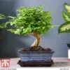 Bonsai Ligustrum 1 Bonsai Ligustrum -Garden Plants Shop BONS TKA3021 E