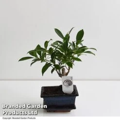 Bonsai Ficus In Ceramic Saucer -Garden Plants Shop BONS FICUS13CM T47335