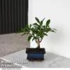 Bonsai Ficus In Ceramic Saucer 2 Bonsai Ficus In Ceramic Saucer -Garden Plants Shop BONS FICUSCERA T47337