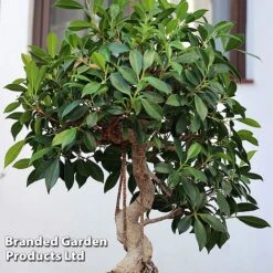 Bonsai Ficus In Ceramic Saucer -Garden Plants Shop BONS FICUSCERA W45972