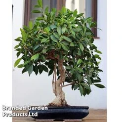 Bonsai Ficus In Ceramic Saucer -Garden Plants Shop BONS FICUSCERA W45972b