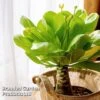 Brighamia Insignis 2 Brighamia Insignis -Garden Plants Shop BRIG INSIGNIS W50473