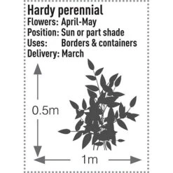 Brunnera Macrophylla 'Jack Frost' 15 Brunnera Macrophylla 'Jack Frost' -Garden Plants Shop BRUN T57542 B h
