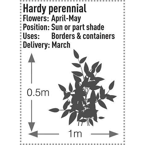 Brunnera Macrophylla 'Jack Frost' 9 Brunnera Macrophylla 'Jack Frost' - Image 7