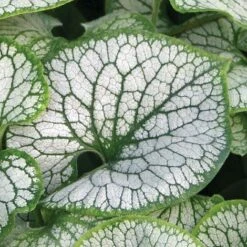 Brunnera Macrophylla 'Jack Frost' 14 Brunnera Macrophylla 'Jack Frost' -Garden Plants Shop BRUN t57542 D