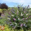Buddleja Davidii Triple 3-in-1 2 Buddleja Davidii Triple 3-in-1 -Garden Plants Shop BUDD 14268 A