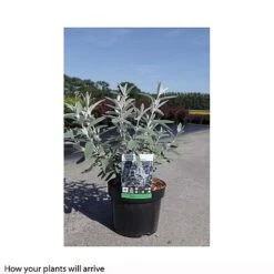 Buddleja Davidii 'Santana' 5 Buddleja Davidii 'Santana' -Garden Plants Shop BUDD T66093 B h