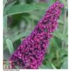 Buddleja 'Buzz® Velvet' -Garden Plants Shop BUDD T77369 A h