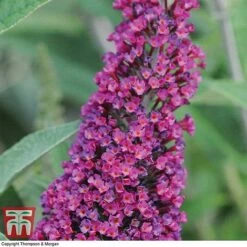 Buddleja 'Buzz® Velvet' -Garden Plants Shop BUDD T77369 B