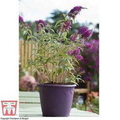 Buddleja 'Buzz® Velvet' -Garden Plants Shop BUDD T77369 D