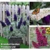 Buddleja 'Buzz® Trio Collection' -Garden Plants Shop BUDD TKA1011 A2