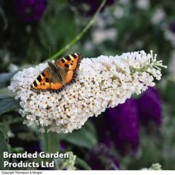 Buddleja 'Buzz® Trio Collection' -Garden Plants Shop BUDD TKA1011 C1
