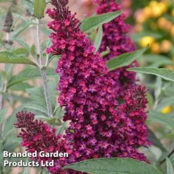 Buddleja 'Buzz® Trio Collection' -Garden Plants Shop BUDD TKA1011 D1