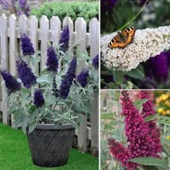 Buddleja 'Buzz® Trio Collection' -Garden Plants Shop BUDD TKA1011 NOW3
